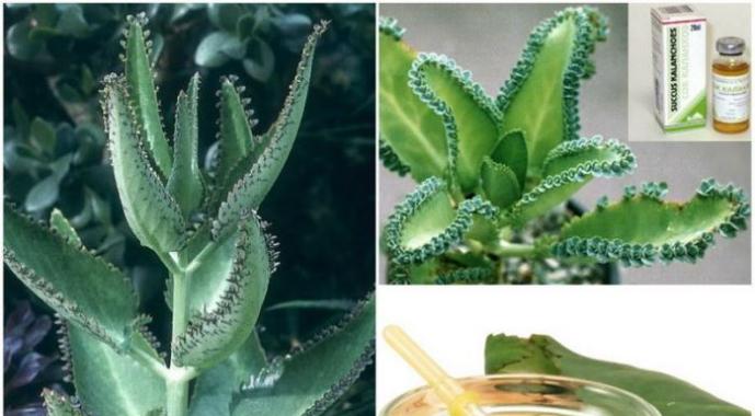 Домашний доктор - цветок каланхоэ: лечебные свойства и способы применения